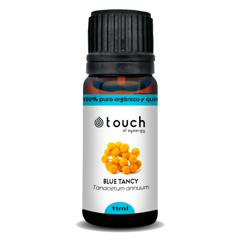 Tanaceto Azul 11 ml - Blue Tancy (Tanacetum annuum)