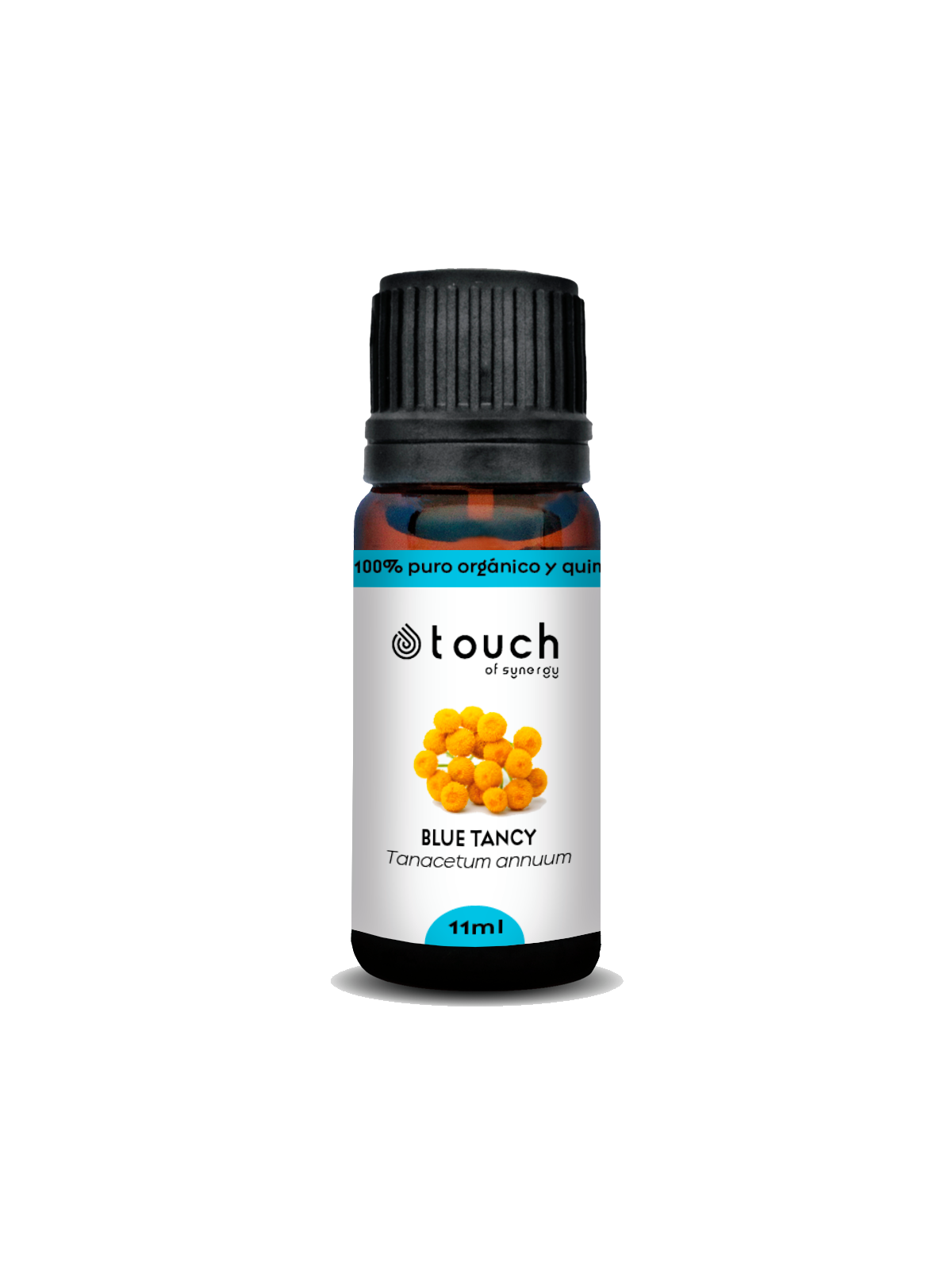 Tanaceto Azul 11 ml - Blue Tancy (Tanacetum annuum)