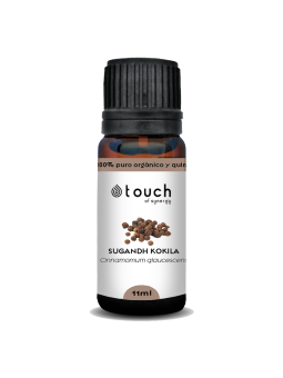 Canela de Nepal 11 ml - Sugandh Kokila  (Cinnamomum galucescens)