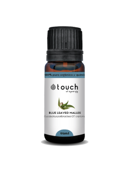 Eucalipto Polybractea 11 ml - Blue Leaved Mallee (Eucalyptus polybractea qt. criptona)