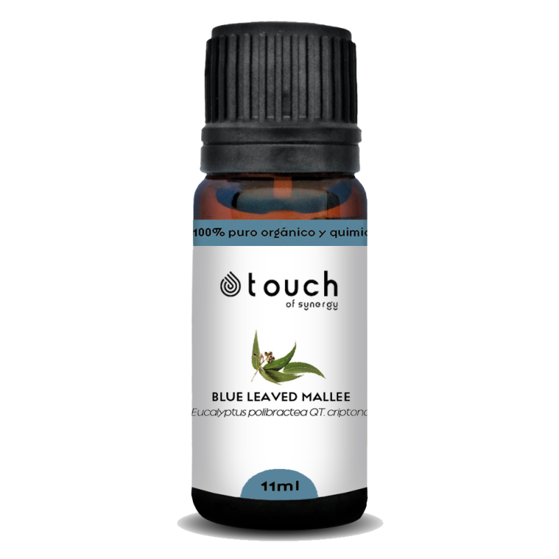 Eucalipto Polybractea 11 ml - Blue Leaved Mallee (Eucalyptus polybractea qt. criptona)