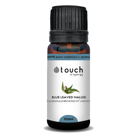 Eucalipto Polybractea 11 ml - Blue Leaved Mallee (Eucalyptus polybractea qt. criptona)