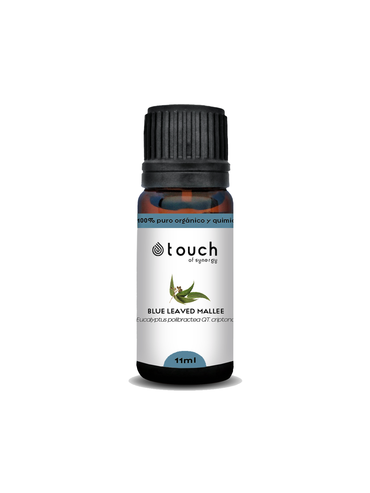 Eucalipto Polybractea 11 ml - Blue Leaved Mallee (Eucalyptus polybractea qt. criptona)